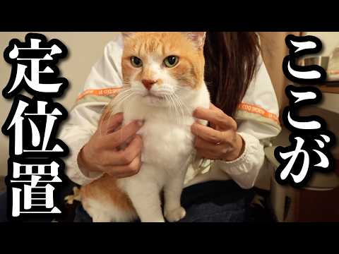 母のことが好きすぎる元野良猫、家ではベッタリ離れません