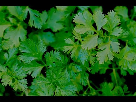 como sembrar cilantro en tu hogar - UCIRNADSE7zTt6_MshDlnZSA