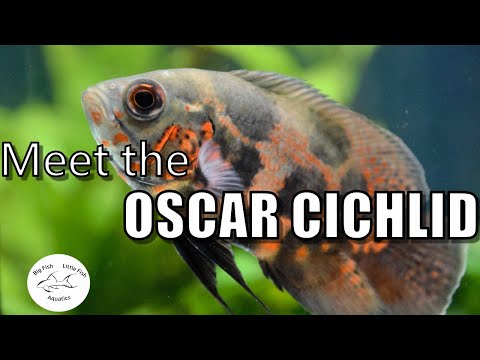 Meet the Oscar Cichlid | Species Profile Meet the Oscar Cichlid | Species Profile

In todays video we explore the popular Oscar Cichlid!

All