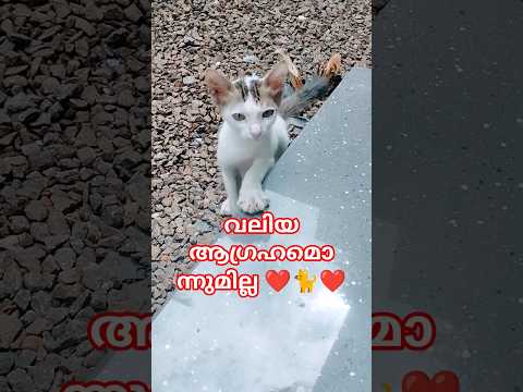 ചെറിയൊരു മുഖ്യമന്ത്രിയാകണം 🐈#shorts #viral #comedy #cat #pets #familyvlog4u