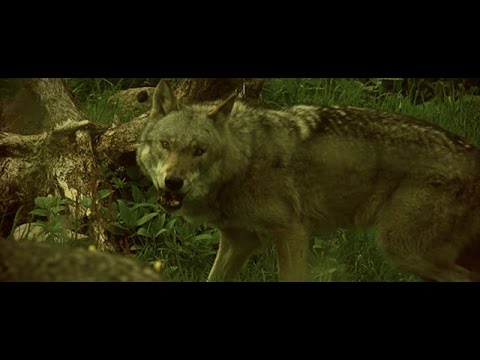 Eco & Driftmoon - Trust In The Wind (Official Music Video) - UCvYuEpgW5JEUuAy4sNzdDFQ
