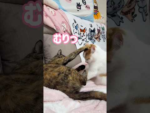 猫の動画サムネイル - 一緒に寝たいトロと1人で寝たいモモの戦いがこちらです！ #shorts