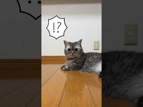 猫にタワマンをプレゼントしてみた #猫 #cat #catlover #blingbangbangborn
