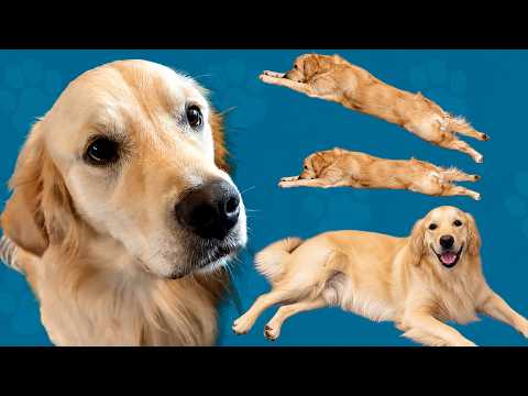 全ての素材が実在する犬で作られたゲーム【ゴールデンレトリバーと過ごす日々】