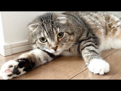 猫の動画サムネイル - 週末の夜は猫雑談！りっちゃんたちの爪切りやブラッシングをしつつ猫愛を語らいましょう🐈💗 Part5