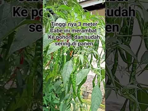 pohon cabai keriting tertinggi #shorts #budidayatanaman #pertanian #viral #berkebun #cabai #petani