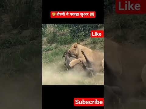 😱 जंगल का घमासान:🦁 शेर बनाम सुअर 🐷😱 जबर्दस्त फाइट #wildlife #lion #junglefight
