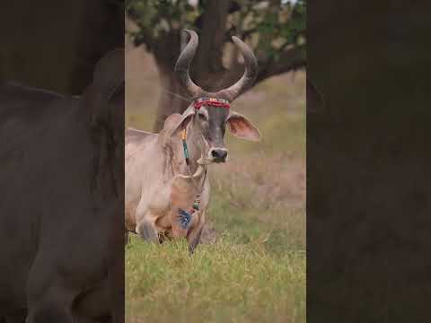 #viral #amazing #funny #foryou #cow #comedy #coversong #cowvideos #love #music #viralmusic