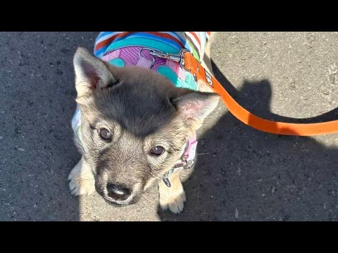 保護子犬チャスを讓渡しました☘️