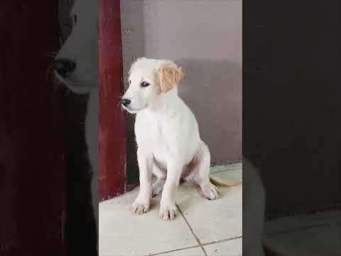 Laika está muy alerta !!..🚨😄😁 #perritos #cachorro