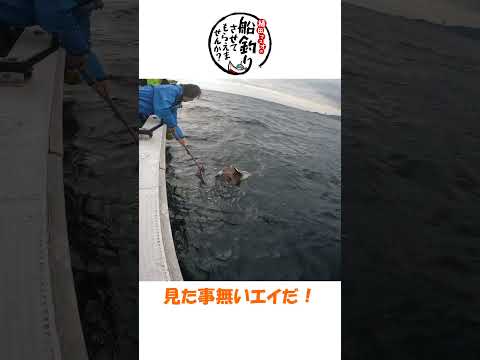 ハンブラビっぽい魚が東北で釣れた