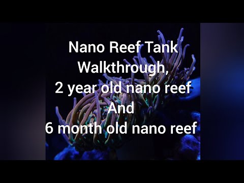 Nano Reef Tanks Can Be Easy! 