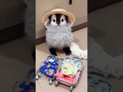 Cute baby Panguins go to holiday😍#shortvideo #viralvideo #trending #cute #cuteanimals #panguin #fypシ