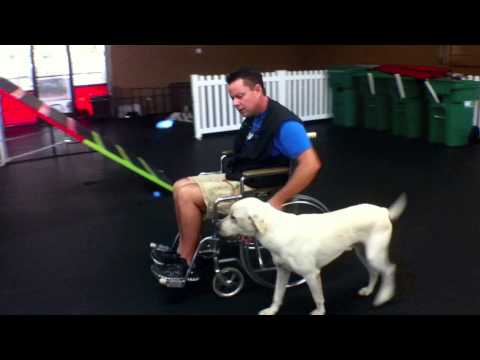 The Great Ones: Service Dog Training Charlotte North Carolina