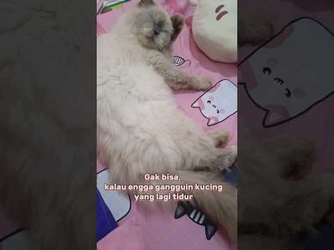 suka banget deh gangguin kucing lagi tidur #cat #kucingtidurlucu #shorts