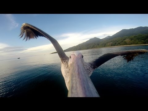 GoPro: Pelican Learns To Fly - UCqhnX4jA0A5paNd1v-zEysw