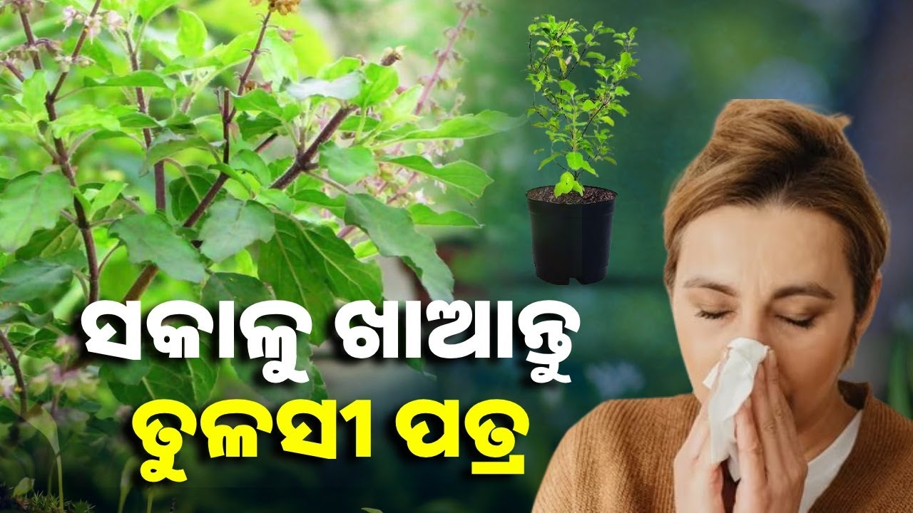 ଚୁଟକୀରେ ଦୁର ହେବ ଏହି ସବୁ ରୋଗ || Knews Odisha