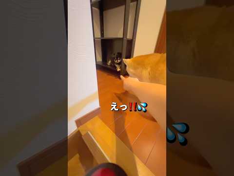 癒やしの短い映像｜柴犬とチワワのかわいい様子をご覧ください サムネイル