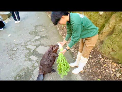 大根をもらえてハッピーなビーバーがこの後ブチギレますw