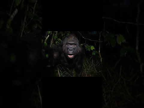 Parte 2 - final! o que será que aconteceu? #gorilainfluencer #humour #gorila #ia