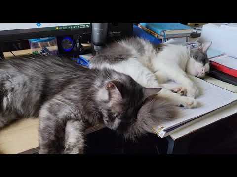 The best distraction ever