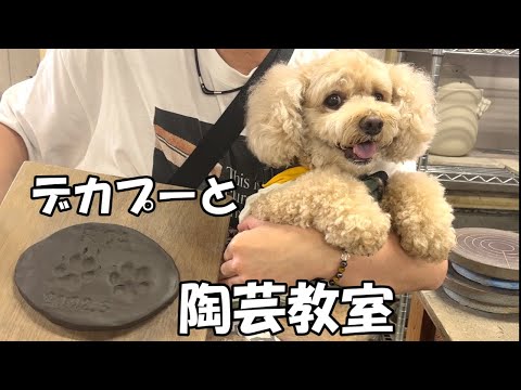 大きいトイプードルと初めての陶芸教室【デカプー】【トイプードルのロアくん】【toy poodle】