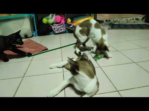 ได้ของเล่นใหม่ก็จะสนุกประมาณนี้😽