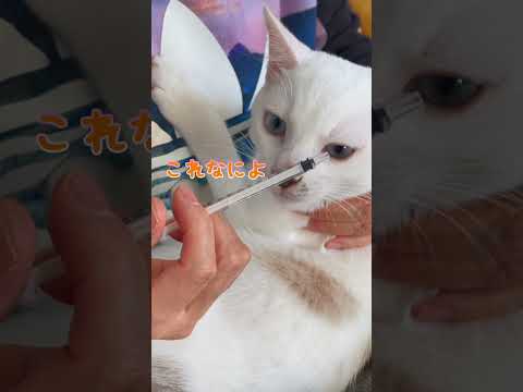 ママに抵抗する弟猫が可愛い集