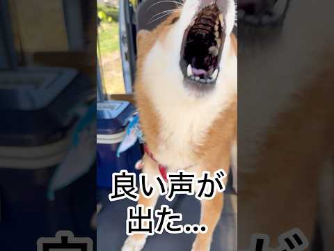 力丸の声と日常風景を楽しむ柴犬動画2025年 サムネイル
