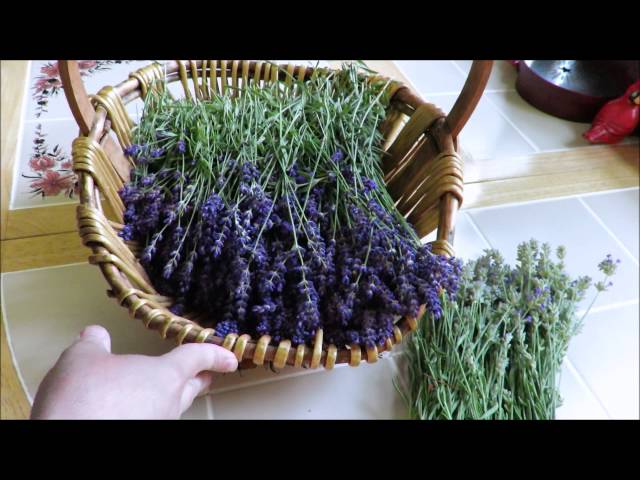 How to Preserve Lavender for Long-Lasting Enjoyment