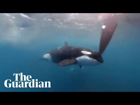 Orcas nudge rudder of yacht near Gibraltar