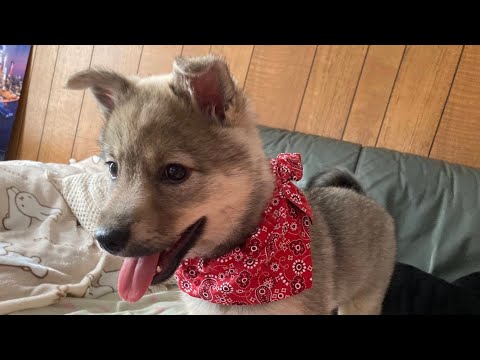 保護仔犬モフを讓渡しました☘️
