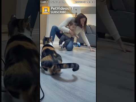 CAT Saves Babies LIFE 😱😰