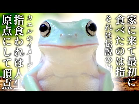 【大好物は指】カエルを1800日育てた結果こうなりましたwwwwww