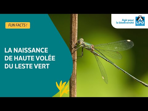 La naissance de haute volée du Leste vert - #funfacts