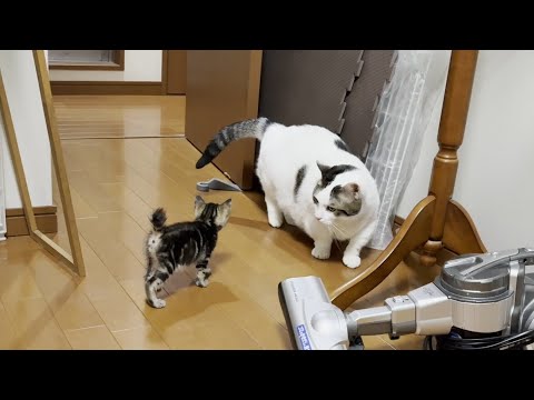 猫の動画サムネイル - 子猫に詰め寄られても叩いたりせずに後退りする心優しい太めの猫