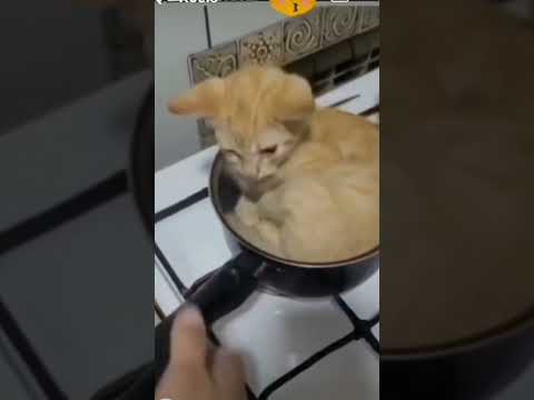 cat in a pot #cat #kitten #cutekittenvideos #kittenslovers #catlover #trending #viralshort