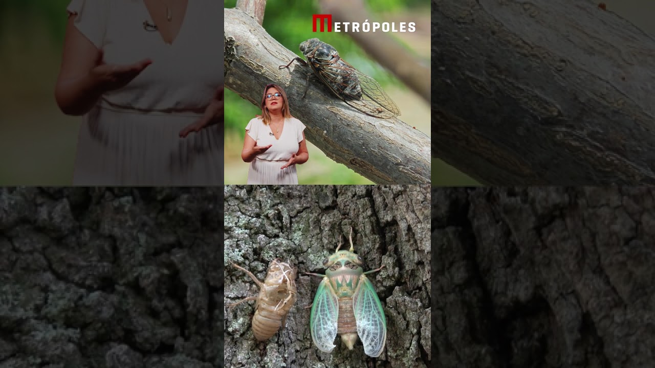 Camisinha ajuda pesquisadoras em descoberta com cigarras na Amazônia