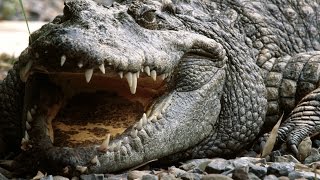 Crocodile - My animal friends - Animal documentaries -Kids educational Videos