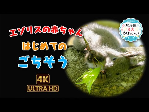 エゾリスの赤ちゃん はじめてのごちそう〜