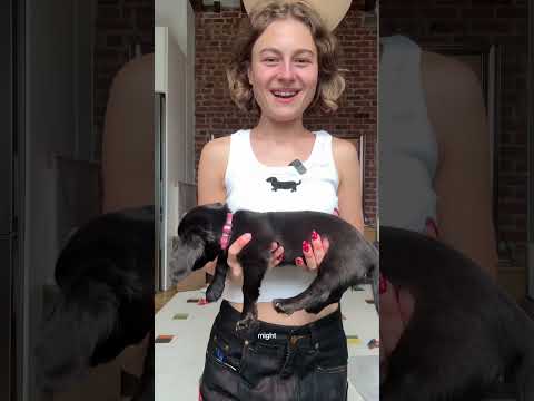 THANK YOU Franklin Milo #dachshund #miniaturedachshund #puppy #unboxing #pr