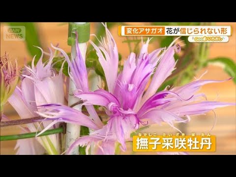 ニュースの動画サムネイル - 第四次ブーム「変化アサガオ」花が信じられない形？北斎名画にも【グッド！いちおし】【グッド！モーニング】(2025年8月5日)
