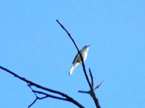 Mockingbird imitates a car alarm