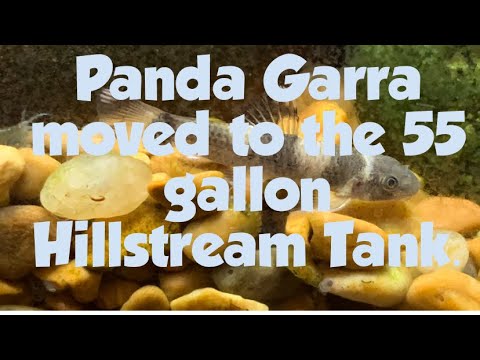 Moving the Panda Garra to the 55 gallon Hillstream Moving the Panda Garra to the 55 gallon Hillstream Tank #hillstream #pandagarra #corydora #55gallon
