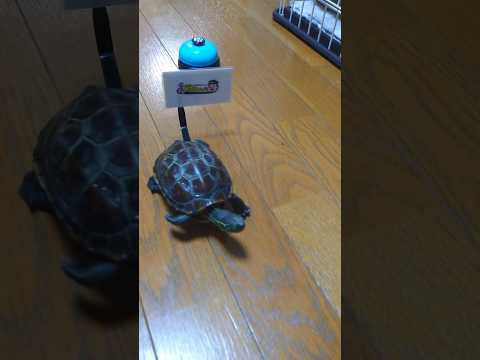 【福岡くん。コラボ】福岡県民をアピールするスケボー亀【A skateboarding turtle that appeals to the people of Fukuoka Prefecture 】