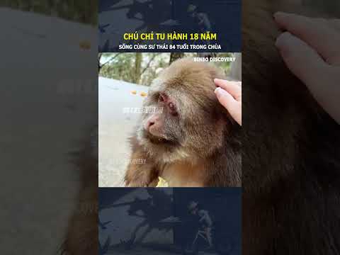 Chú chỉ tu hành 18 năm, sống cùng sư thái 84 tuổi trong chùa#shorts