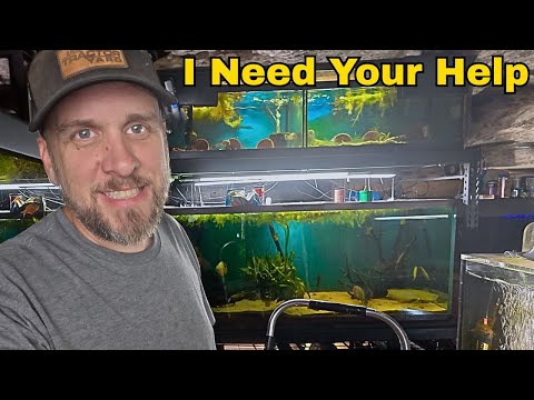 So Many Baby Cichlids... I Have to Setup More Aqua Breeding Cichlids

For help with your Youtube channel, check out my website here_ 
https_//rockhilly