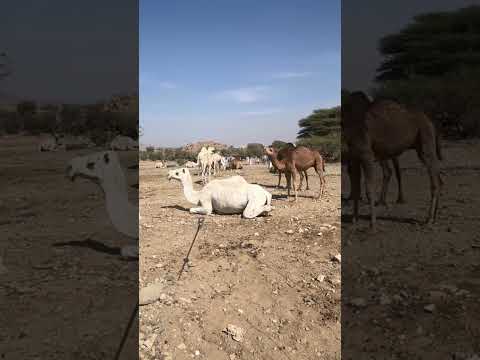 মন ভরে যাবে