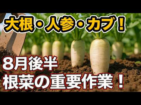 秋冬の根菜栽培スタート！ダイコン・カブ・ニンジンのおすすめ品種と8月後半にやるべき作業を徹底解説！【農園ライフ】