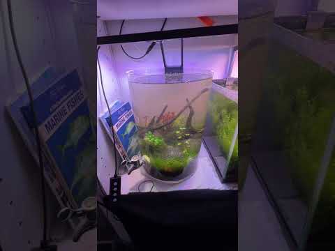 I Turned My Bedroom into a Fish Room!!! 🫣 #aqua 
